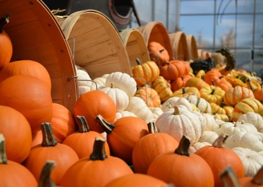 Gourds