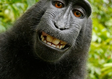 Photo of a monkey's face