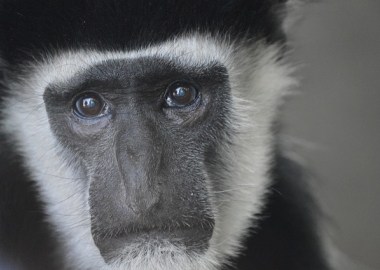 Photo of a sad monkey