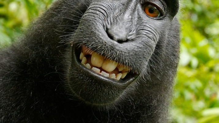 Photo of a monkey's face