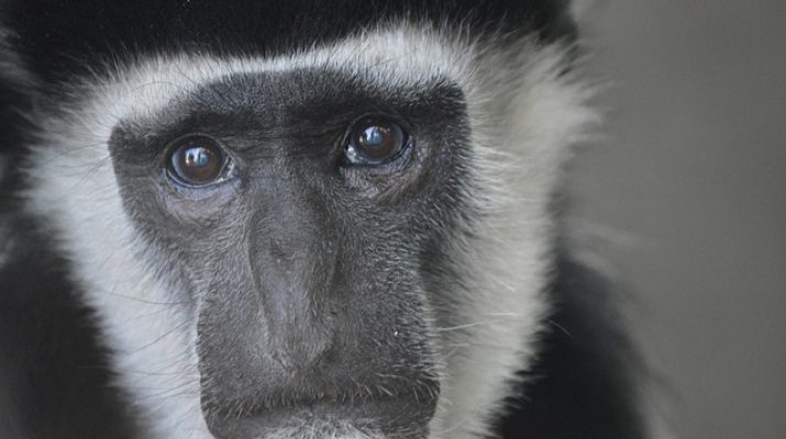 Photo of a sad monkey