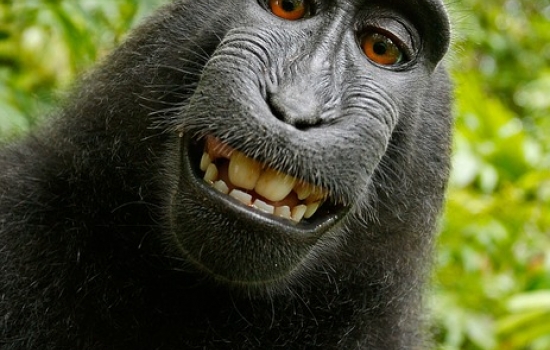 Photo of a monkey's face