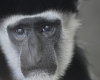 Photo of a sad monkey