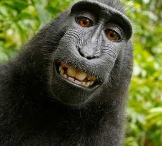 Photo of a monkey's face