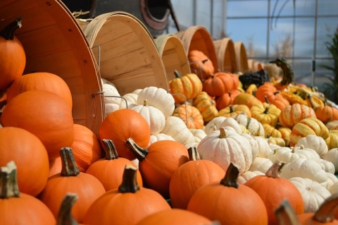 Gourds