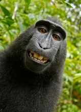 Photo of a monkey's face